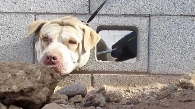Rescatan y devuelven a su dueño a perrito que apareció con la cabeza atascada en muro de cemento