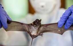 Científicos descubren nuevos virus de murciélagos en China, relacionados con los virus Hendra y Nipah