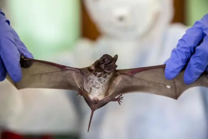 Un equipo de ecólogos de la Universidad de Kasetsart recopila datos de envergadura de un murciélago de labios arrugados en un laboratorio cerca de la cueva Khao Chong Pran, en Ratchaburi, Tailandia, el 12 de septiembre de 2020. (Lauren DeCicca/Getty Images)