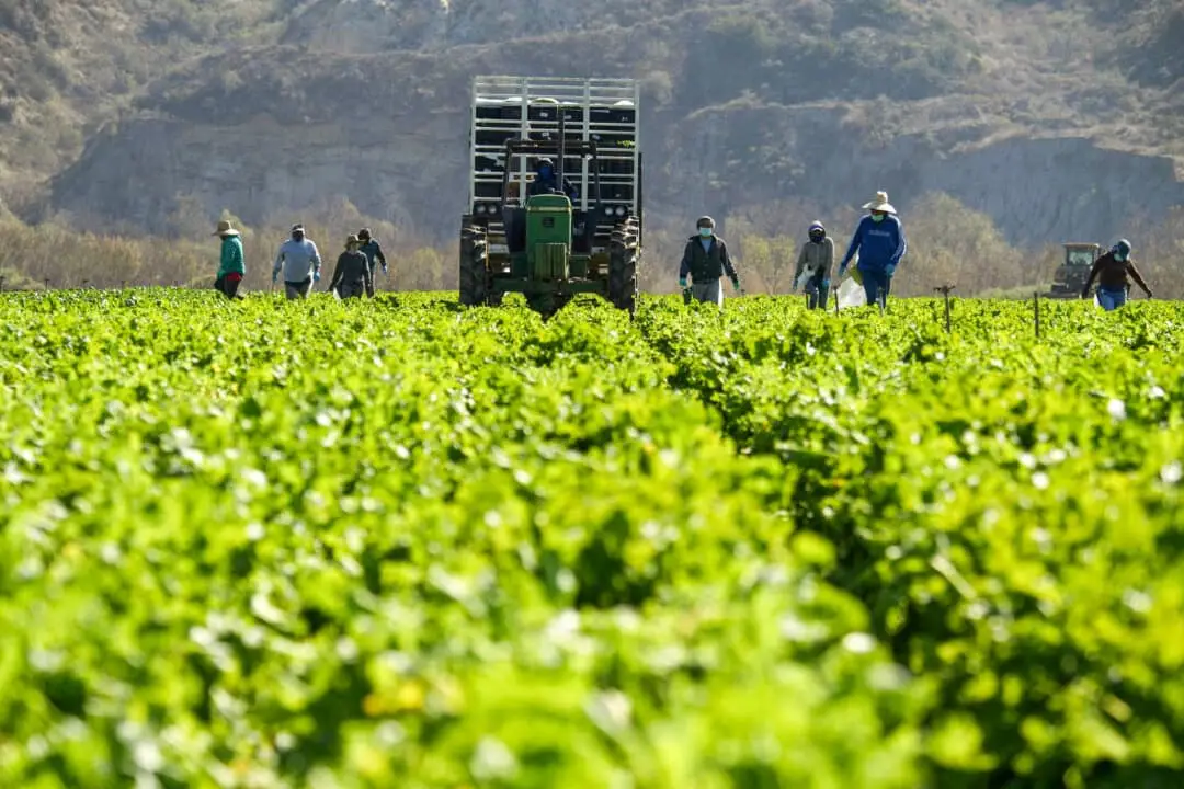Trabajadores agrícolas cosechan mostaza rizada en un campo del condado de Ventura, California, el 10 de febrero de 2021. (Patrick T. Fallon/AFP a través de Getty Images)