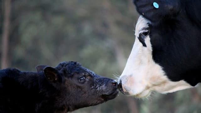Vaca "llora" toda la noche cuando se llevan a su ternero para venderlo: Su reencuentro es muy emotivo