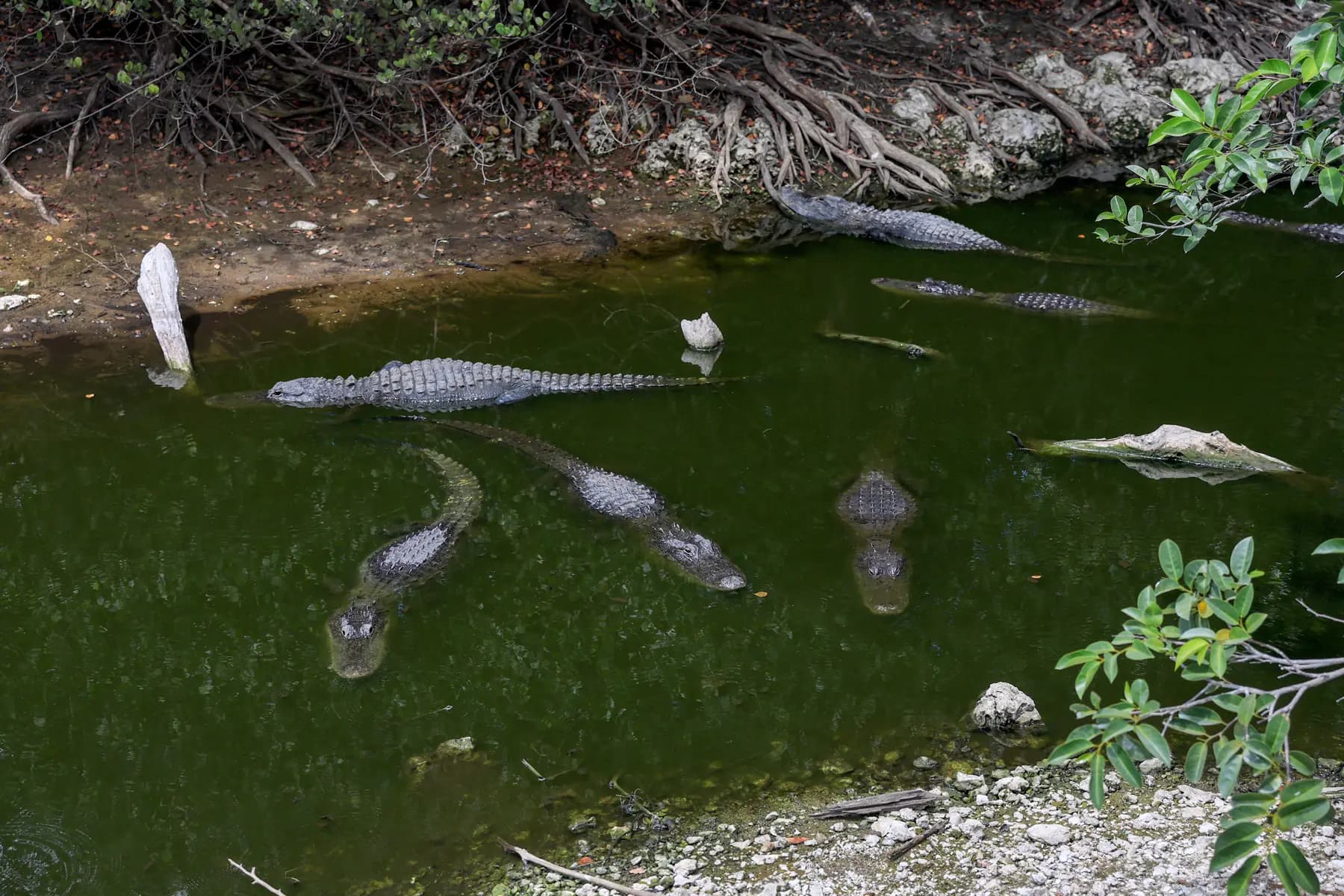 Los caimanes se agolpan en el agua que queda en un canal mientras el Parque Nacional de los Everglades de Florida sufre una grave sequía en Everglades, Florida, el 19 de mayo de 2025. (Joe Raedle/Getty Images)