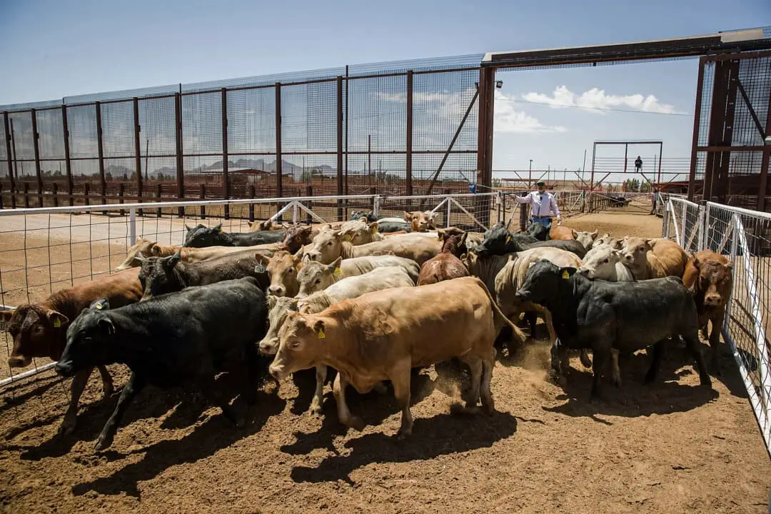 Carlos Carreron conduce ganado a través de una puerta en la valla fronteriza desde México hacia Estados Unidos en el paso fronterizo internacional de exportación/importación de ganado de Santa Teresa, Nuevo México, el 5 de junio de 2019. (Joe Raedle/Getty Images)