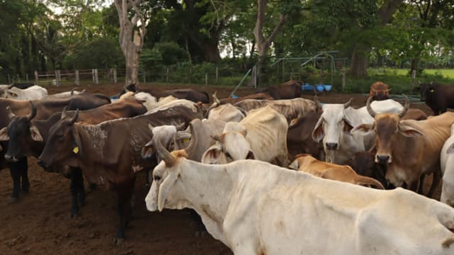 México ha interceptado 32 cargamentos de ganado con gusano barrenador desde noviembre