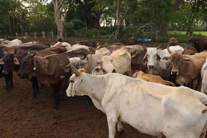 México ha interceptado 32 cargamentos de ganado con gusano barrenador desde noviembre