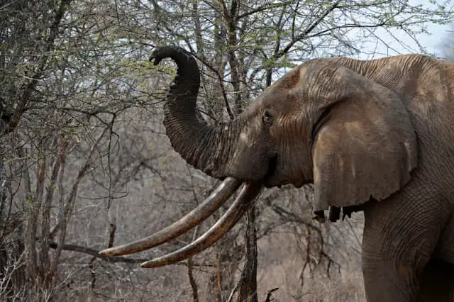 Una fotografía de archivo del 21 de agosto de 2009 muestra a un elefante usando su trompa para alcanzar las ramas superiores de un árbol sobre la maleza seca mientras busca comida en el Parque Nacional Tsavo West, en el sur de Kenia. (Roberto Schmidt/AFP vía Getty Images)