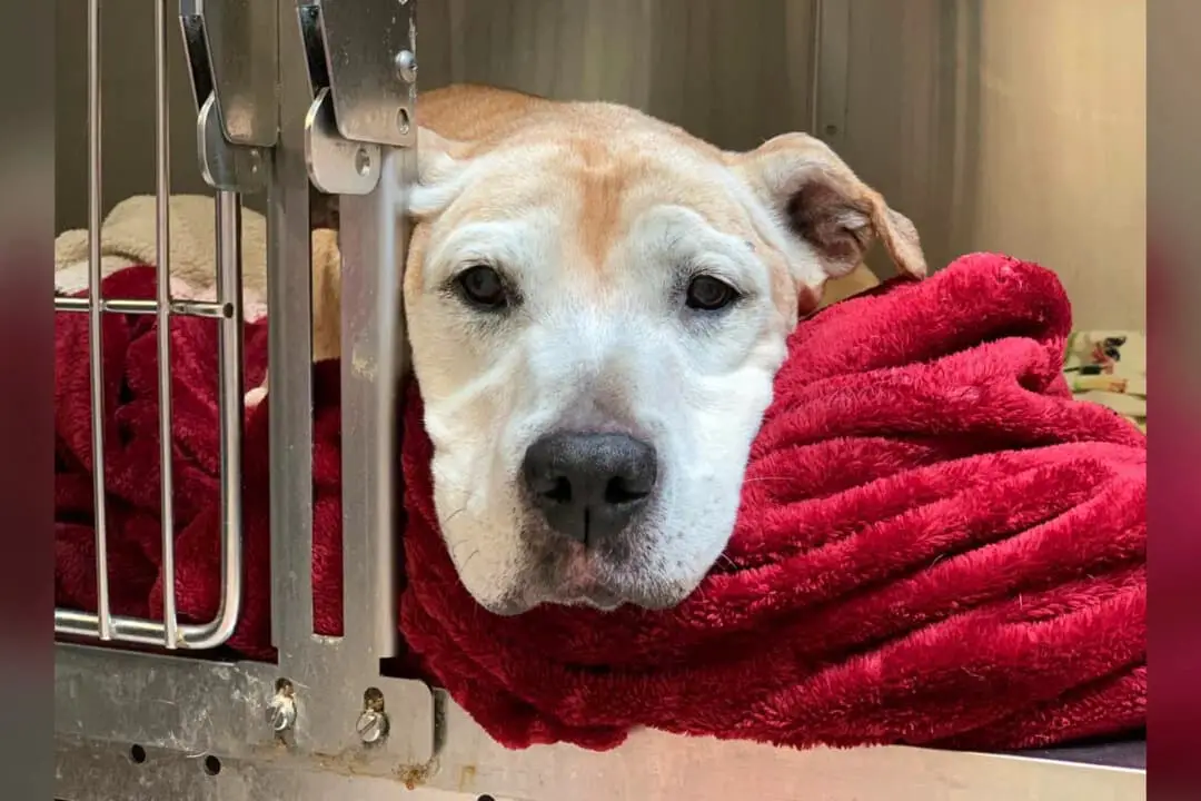 Perrita cae en depresión tras ser abandonada por sus dueños: Su crimen, ser vieja e incontinente