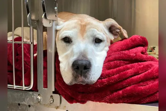 (Cortesía de la SPCA de Pensilvania)