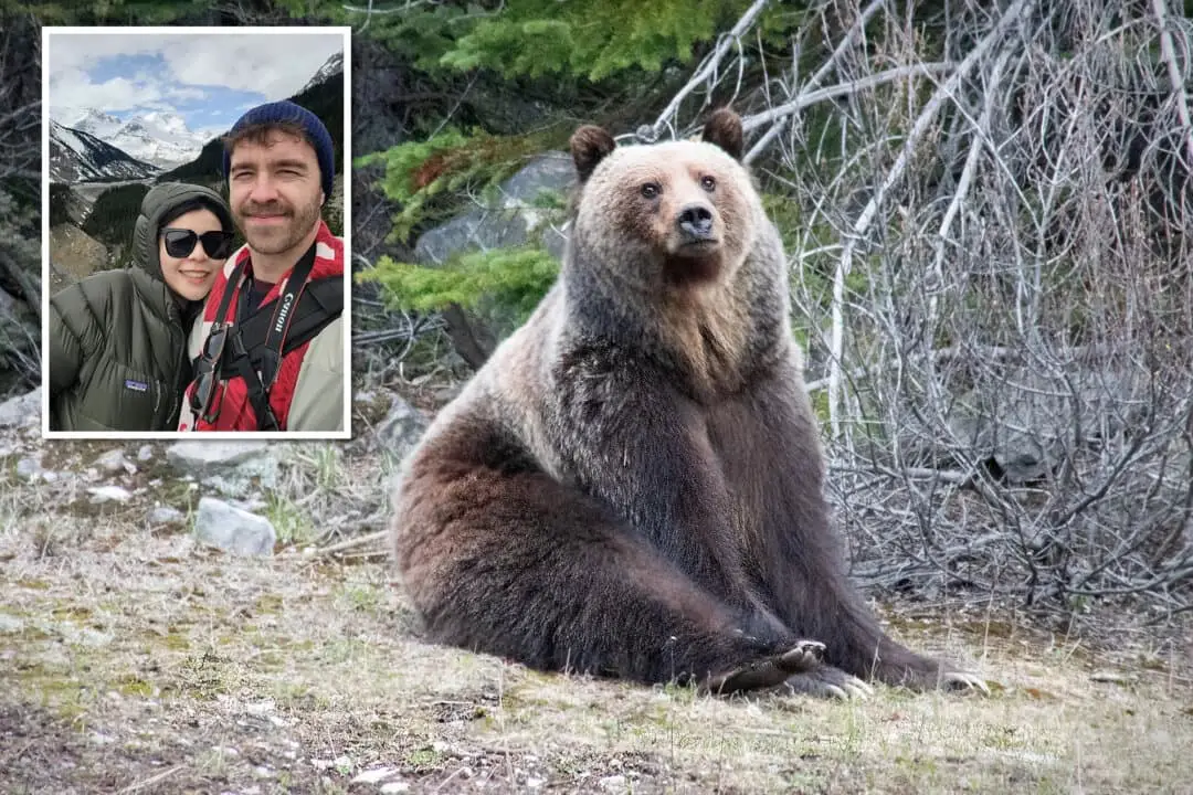 Un oso pardo se relaja junto a la carretera cerca de Banff, Alberta, en mayo tras salir de la hibernación. (Recuadro) El fotógrafo Tyler Wall y su novia. (Cortesía de Tyler Wall).