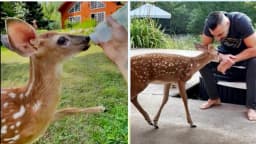 "Me siento bendecido": Hombre cuida de "Hada", una cierva huérfana que adora visitarlo