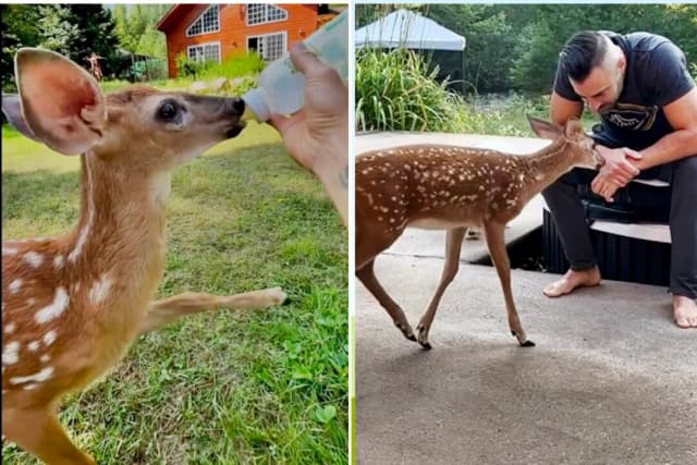 "Me siento bendecido": Hombre cuida de "Hada", una cierva huérfana que adora visitarlo