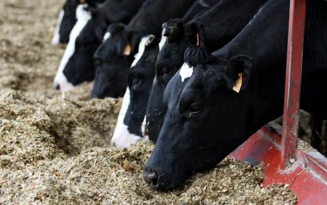 La UE concreta aranceles antidumping sobre importaciones de lisina procedentes de China