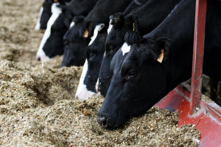 Vacas comiendo en una granja en Mesnil-Aubert, oeste de Francia, el 25 de febrero de 2010. (Kenzo Tribouillard/AFP/Getty Images)