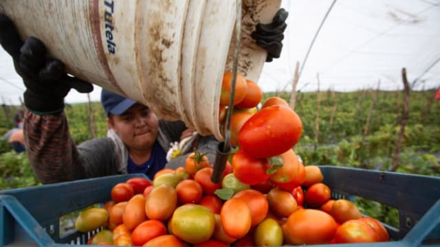 México seguirá exportando tomate a EE. UU. pese a arancel