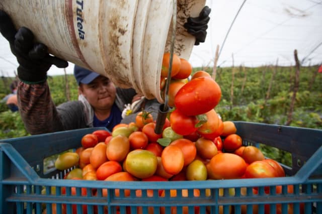 México seguirá exportando tomate a EE. UU. pese a arancel
