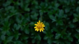 Primeros auxilios naturales: Cómo las hierbas aceleran la curación de fracturas y alivian el dolor