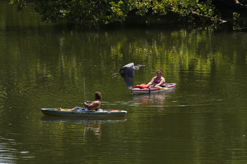 Personas practican kayak en el río Stones durante un aviso por calor mientras una garza azul vuela sobre sus cabezas en Murfreesboro, Tennessee, el 25 de julio de 2025. George Walker IV/AP Photo
