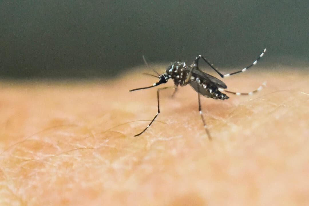 Un mosquito Aedes aegypti sobre la piel humana en un laboratorio del Centro Internacional de Formación y Investigación Médica de Cali, Colombia, el 25 de enero de 2016. (Luis Robayo/AFP/Getty Images)