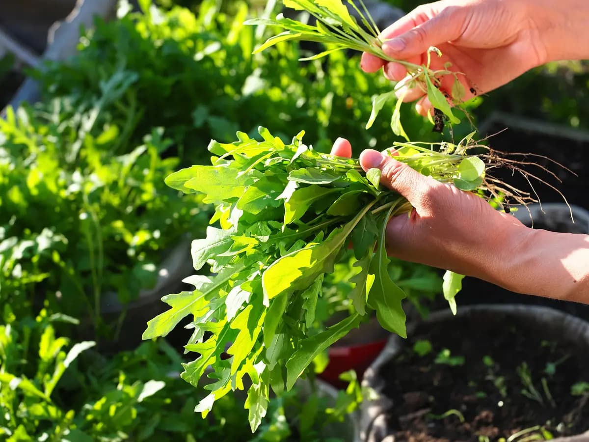 La arúgula madura rápidamente y aporta un toque de nuez a las ensaladas y platos cocinados, lo que la convierte en un ingrediente sabroso para cualquier huerto doméstico. OMfotovideocontent/Shutterstock