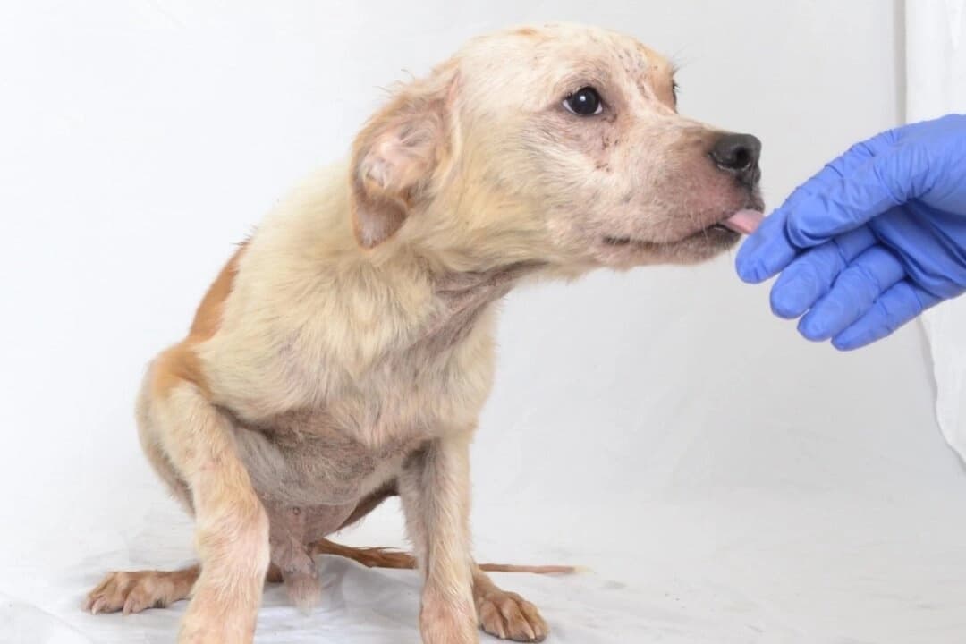 Una organización local de protección animal está cuidando a 38 perros que se encontraron en condiciones de vida peligrosas en Oroville, California, el 23 de julio de 2025. (Northwest SPCA)
