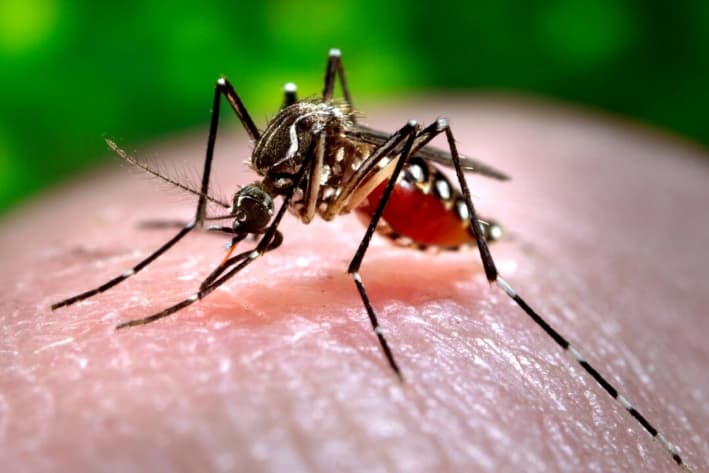 Una hembra de mosquito Aedes aegypti se alimenta de un huésped humano en Atlanta, en esta foto de 2006 de los Centros para el Control y la Prevención de Enfermedades. (Centros para el Control y la Prevención de Enfermedades/James Gathany vía AP)
