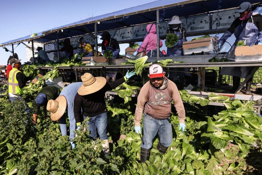 Trabajadores agrícolas cosechan lechuga en un campo en Brawley, California, el 10 de diciembre de 2024. (Sandy Huffaker/AFP vía Getty Images)
