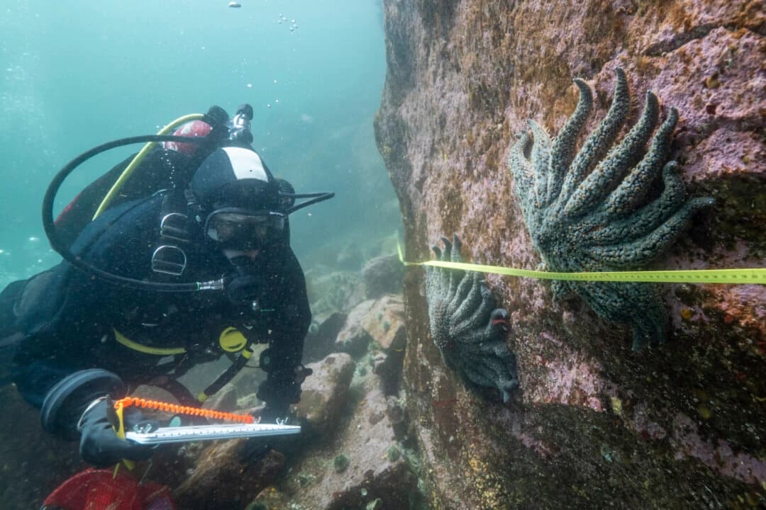 La investigadora Alyssa Gehman, del Instituto Hakai, cuenta y mide estrellas de mar girasol en el canal Burke, en la costa central de Columbia Británica, Canadá, en 2023. (Bennett Whitnell/Instituto Hakai a través de AP)