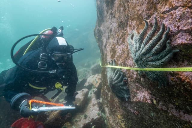 Resuelven misterio de la muerte de más de 5000 millones de estrellas de mar, dicen científicos