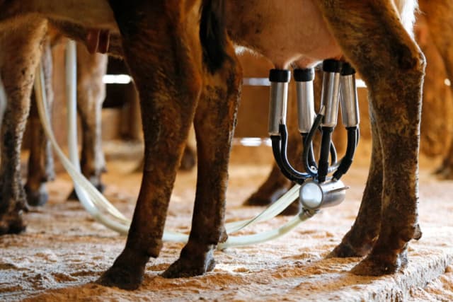Leche cruda enferma a 21 personas en Florida, incluyendo a 6 niños