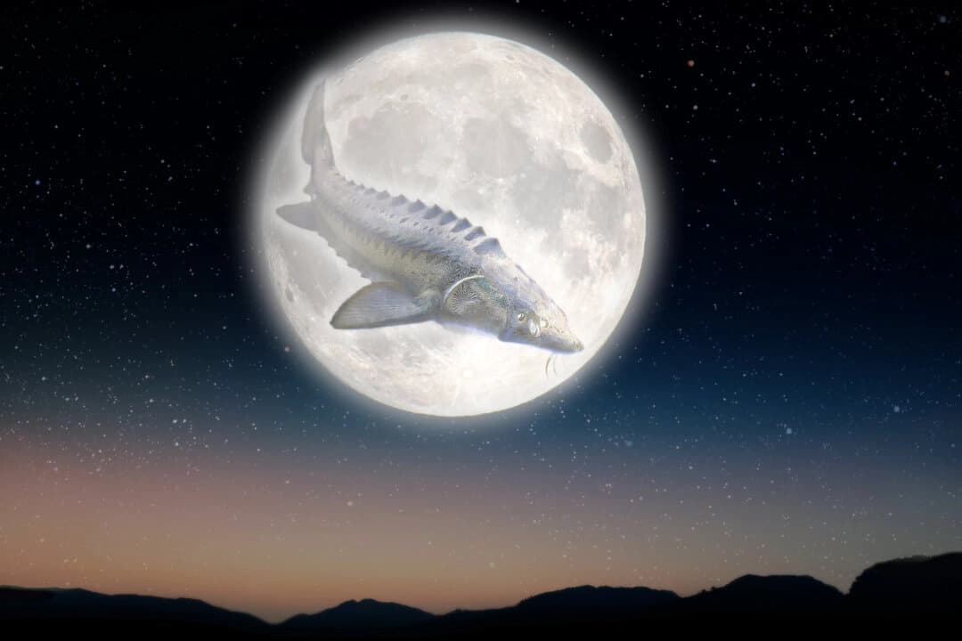Ilustración de la Luna Llena del Esturión. (Shutterstock/vovan/Thomas Hasenberger/bphuyal/vovan/bphuyal)
