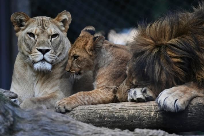 Uno de los cuatro cachorros de león de Berbería, que nacieron recientemente en el Safari Park Dvur Kralove, descansa con sus padres Khalila, a la izquierda, y Bart en su recinto, en la República Checa, el 6 de agosto de 2025. (Petr David Josek/AP Photo)