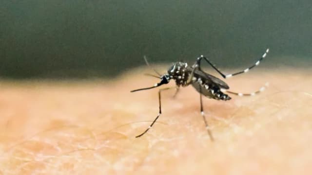 El mayor brote de Chikungunya en el sur de China: Lo que necesita saber