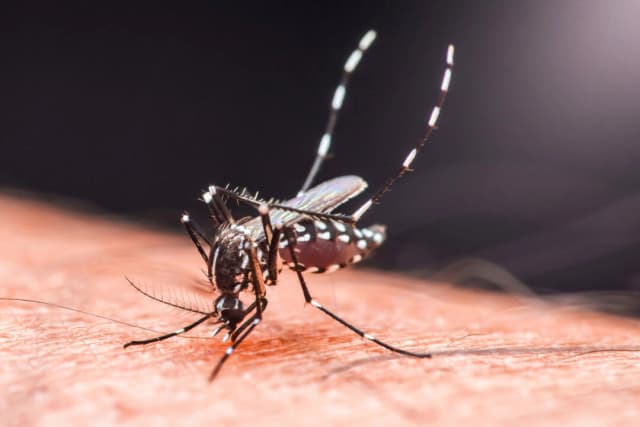 Chikungunya: Qué es, riesgos para nosotros y cómo prevenirlo