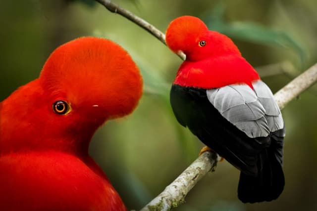 "Gallito de las rocas" deslumbrante y huraño, captado por fotógrafa en bosques de América del Sur