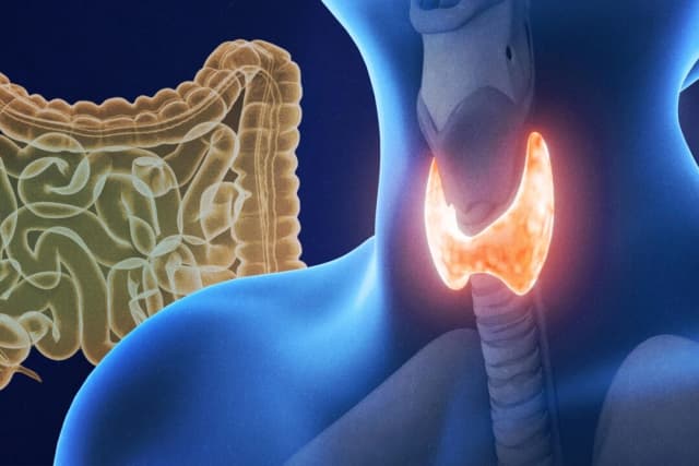 Una tiroides lenta puede estar relacionada con la salud intestinal: Aquí te explicamos cómo mejorarla