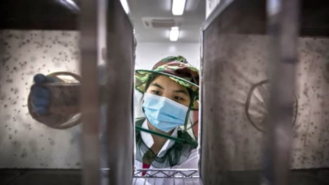 Una técnica de laboratorio lleva una mascarilla mientras coloca pupas de mosquito en una jaula en un laboratorio de la planta de producción en masa del Centro Conjunto de Control de Vectores para Enfermedades Tropicales de la Universidad Sun Yat-Sen y la Universidad de Michigan, en Guangzhou, China, el 20 de junio de 2016. (Foto de Kevin Frayer/Getty Images).