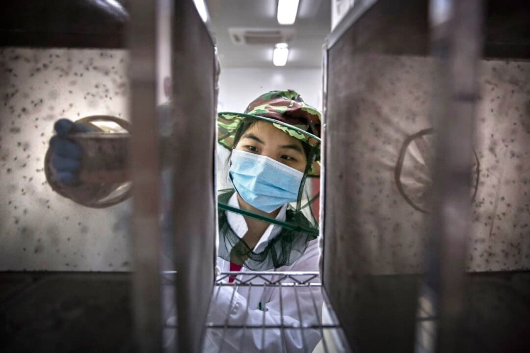 Una técnica de laboratorio lleva una mascarilla mientras coloca pupas de mosquito en una jaula en un laboratorio de la planta de producción en masa del Centro Conjunto de Control de Vectores para Enfermedades Tropicales de la Universidad Sun Yat-Sen y la Universidad de Michigan, en Guangzhou, China, el 20 de junio de 2016. (Foto de Kevin Frayer/Getty Images).