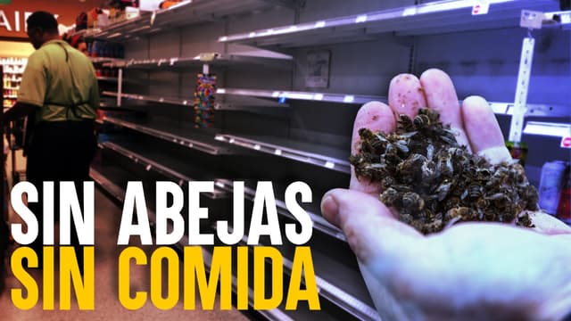 ¡ALERTA! Estados Unidos está perdiendo SUS ABEJAS (Y su comida también)