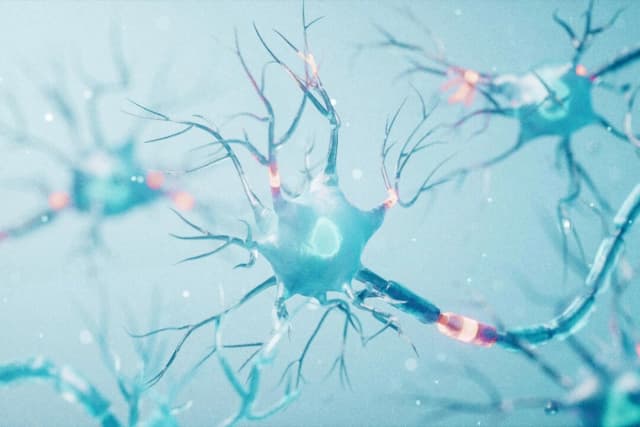 Más allá de los músculos: Cómo las proteínas fortalecen el sistema nervioso