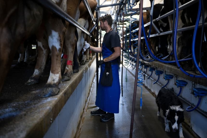 Jim Feete, gerente de la granja, limpia a las vacas después del ordeño en Meadow Creek Dairy Farm el 5 de octubre de 2022, en Galax, Virginia. (BRENDAN SMIALOWSKI/AFP via Getty Images)