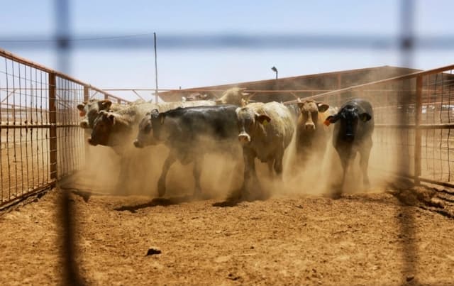 USDA anuncia nuevos planes para combatir parásito carnívoro que se propaga desde México