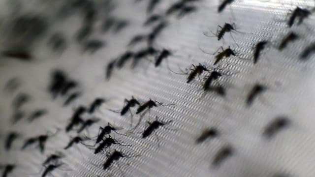 Vista de mosquitos Aedes aegypti infectados con la bacteria Wolbachia, que reduce las enfermedades transmitidas por mosquitos, como el dengue y el chikungunya, al acortar la vida adulta, afectar la reproducción de los mosquitos e interferir en la replicación de los patógenos, en la fundación Oswaldo Cruz de Río de Janeiro, Brasil, el 2 de octubre de 2014. (CHRISTOPHE SIMON/AFP a través de Getty Images)