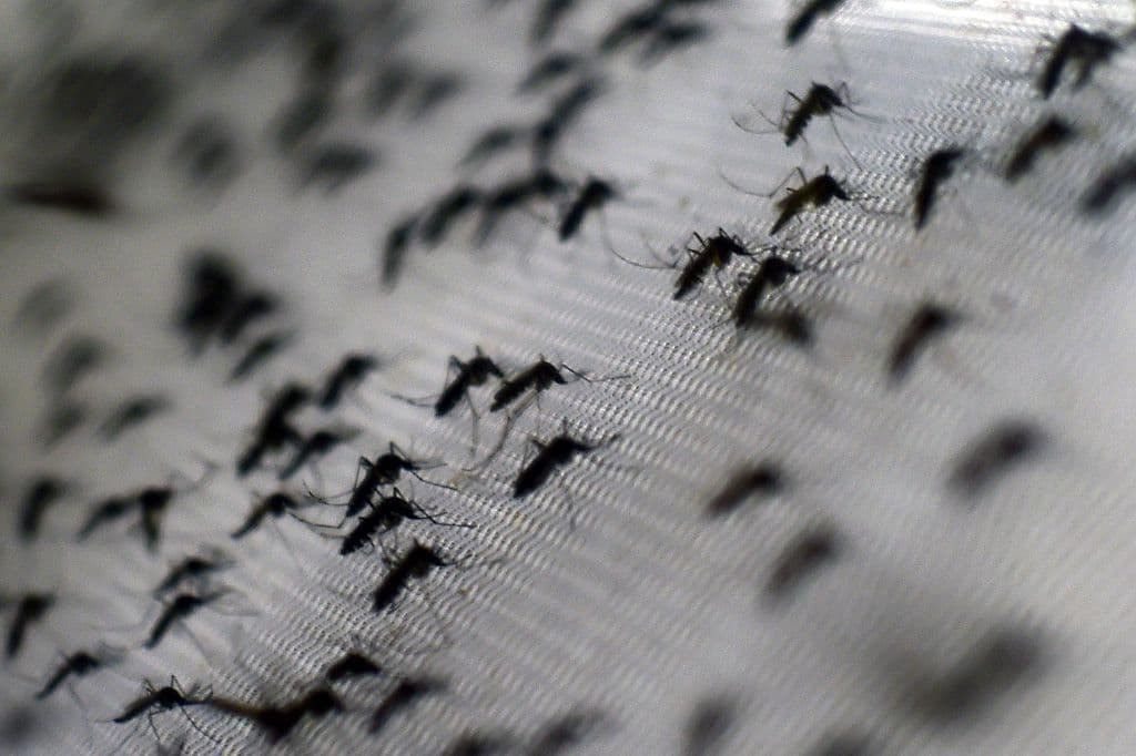 Vista de mosquitos Aedes aegypti infectados con la bacteria Wolbachia, que reduce las enfermedades transmitidas por mosquitos, como el dengue y el chikungunya, al acortar la vida adulta, afectar la reproducción de los mosquitos e interferir en la replicación de los patógenos, en la fundación Oswaldo Cruz de Río de Janeiro, Brasil, el 2 de octubre de 2014. (CHRISTOPHE SIMON/AFP a través de Getty Images)