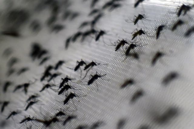 Brote de chikungunya desencadena controles similares a los del COVID en China