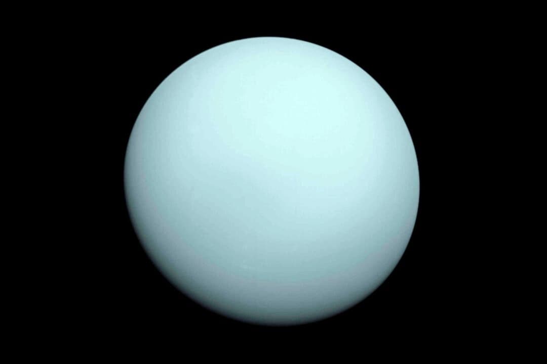 El planeta Urano, fotografiado por la nave espacial Voyager 2 en 1986. (NASA vía AP).