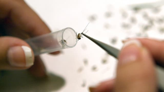 Asistente de laboratorio introduce mosquitos en tubos de ensayo mientras los prepara para ser analizados con el procedimiento VecTest para detectar el virus del Nilo Occidental (Foto de Tim Boyle/Getty Images)