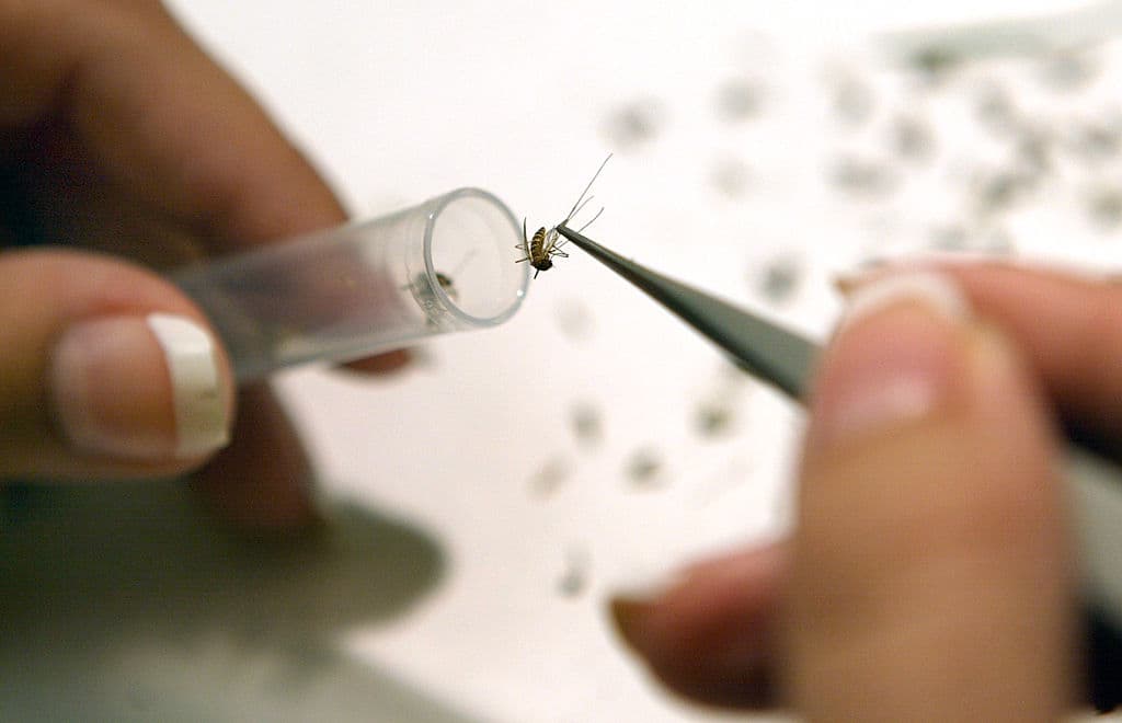 Asistente de laboratorio introduce mosquitos en tubos de ensayo mientras los prepara para ser analizados con el procedimiento VecTest para detectar el virus del Nilo Occidental (Foto de Tim Boyle/Getty Images)