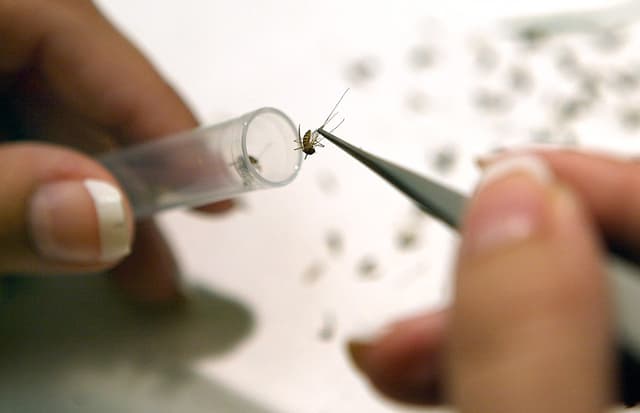 Ascienden a 22 los muertos por el virus del Nilo Occidental en Italia