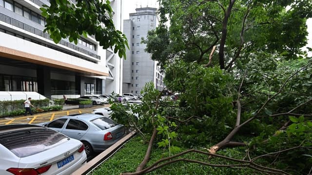 La imagen muestra arboles caídos en Shenzhen, China (ADEK BERRY/AFP via Getty Images)