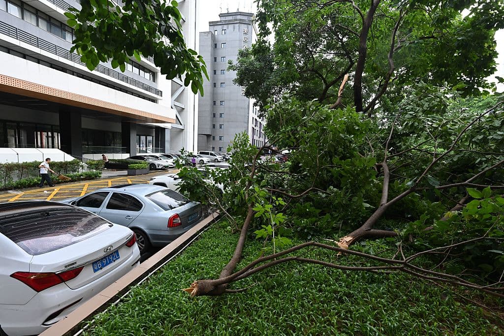 La imagen muestra arboles caídos en Shenzhen, China (ADEK BERRY/AFP via Getty Images)